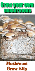 Mushroom Kits