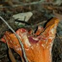 Lobster mushroom (Hypomyces lactifluorum)