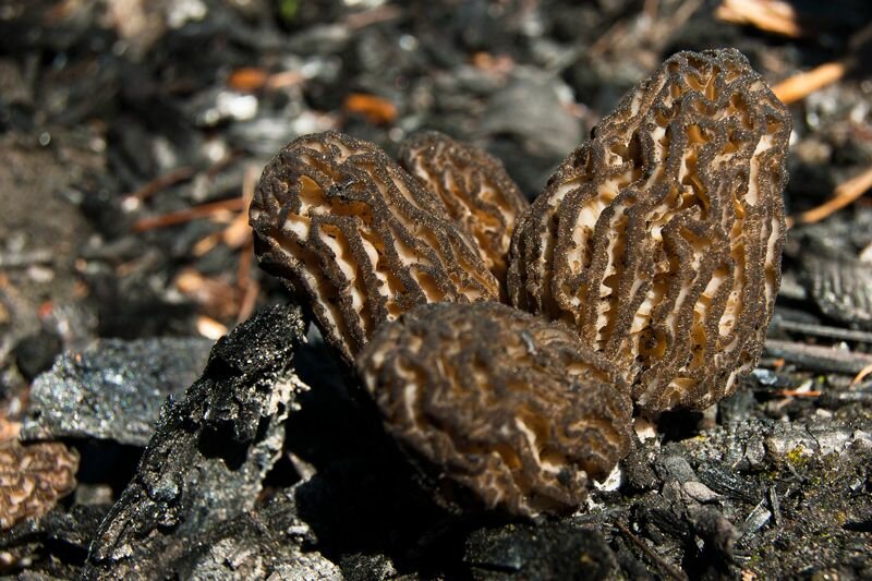 Fire Morels