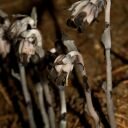 Monotropa uniflora - Indian Pipe