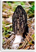 Moral Mushroom