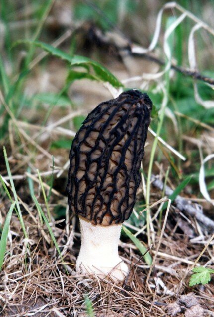 Black Morel
