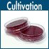 Cultivation