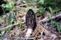 Highlight for Album: Morels