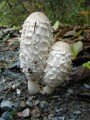 Shaggy Mane Soup