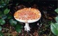 Highlight for Album: Veiled Mushrooms with Free Gills
