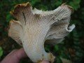 Highlight for Album: Chanterelles and Other Vase-shaped Mushrooms 