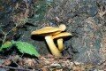 Highlight for Album: Veiled Mushrooms with Attached Gills 