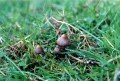 Highlight for Album: Small, Fragile Gilled Mushrooms