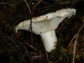 Highlight for Album: Mushrooms with Attached Gills.
