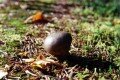 Highlight for Album: Puffballs, Amanita Buttons and Others