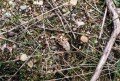 Highlight for Album: Cup-shaped Mushrooms and Bird's-nest Fungi