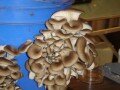 Highlight for Album: Mushroom Cultivation and Equipment